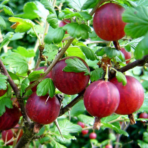 Kolobok
